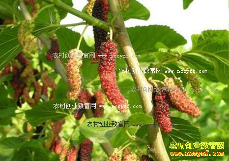 ����ǰ���ù�����ֲƷ��