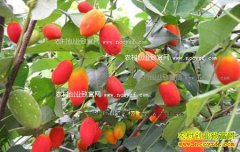 ������ʲô������׬Ǯ 4��ˮ��Ʒ����ֲǰ������