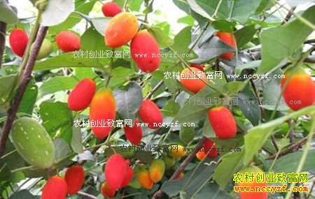 ����ǰ���ù�����ֲƷ��