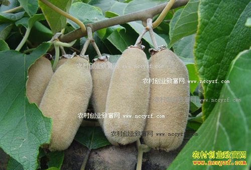 ����ǰ���ù�����ֲƷ��