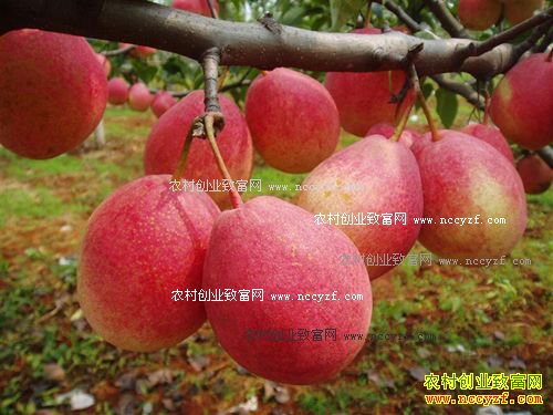 ����ǰ���ù�����ֲƷ��