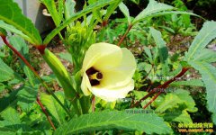 ��ֲ�����׬Ǯ�� �������ֲǰ������