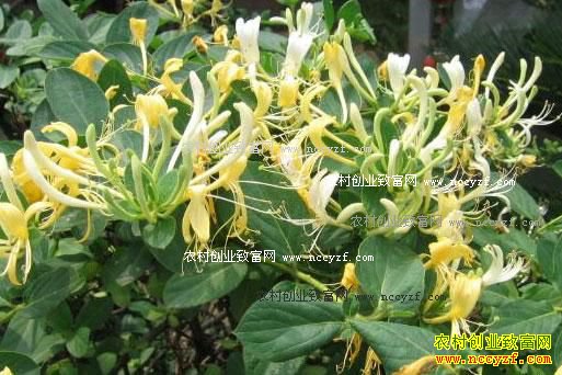 �������۸�����Ԥ�⣺�ɹ�֧�Ž������۸��ͦ