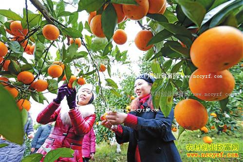 ����潭��˳��ũ����ֲ���Ķ��������Ԫ