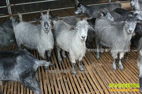 ɽ������������ֳרҵ������������ũ��ƶ�¸�