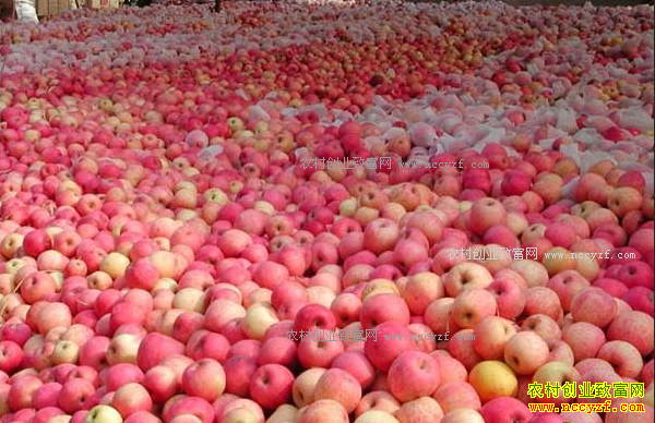 2016��ƻ���۸����飺���ƻ�������д�����