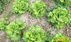 2016���������˼۸����飺���˼�Ϊɶ���ϡ���ɽ����