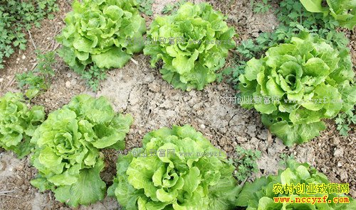 2016���������˼۸����飺���˼�Ϊɶ���ϡ���ɽ����