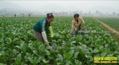 �߲������䡡��ũ���Ӧ�Բ���׬Ǯ��