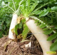 ���°��ܲ��۸����飺���ܲ��۸��µ�