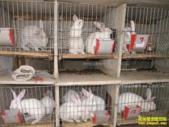 ��̡��׬Ǯ��ɽ�����������Ƽ�����Ч���