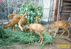 2017��������׬Ǯ������������ֳǰ�����г��۸��������