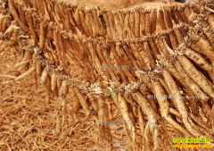 ��ҩ�ļ۸����飺��ҩ�ļ۸�ӭ������������