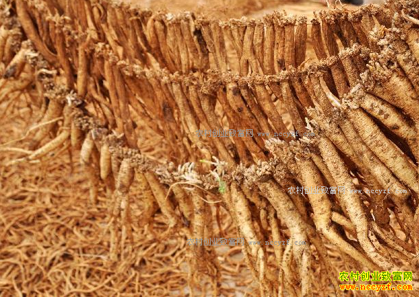 ��ҩ�ļ۸����飺��ҩ�ļ۸�ӭ������������