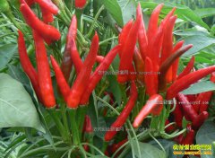 ����������׬Ǯ�� ��ֲ1Ķ����Ͷ�ʺ��������Ǯ