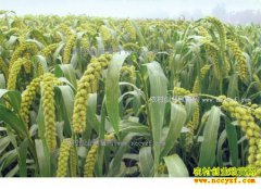 ���¹��Ӽ۸����飺С����������Ϻ�