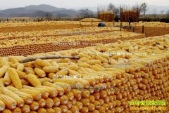 �������׼۸�����Ԥ�⣺�������� ���׼۸��µ�