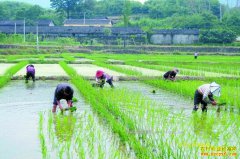 2017������ʳ׬Ǯ�� ��ֲʲô��ʳ�� ����������ô˵