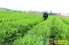 �������ܲ�����������