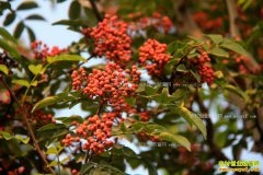 �����ֻ���׬Ǯ��2017�껨���۸�Ԥ�⼰��ֲǰ������