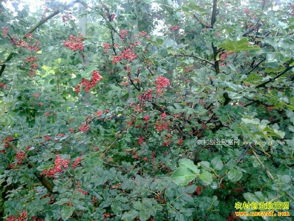 ������ֲһĶ����2017�껨���г��۸��������