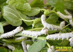 ����ǭ���ش���80Ķɣ԰��������20��״Ԫ