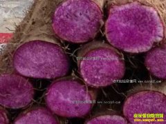 [ÿ��ũ��]�����������ų�����ɽҩ������Ч���