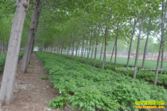 ����ĵ����ֲЧ������ ����������������ĵ��