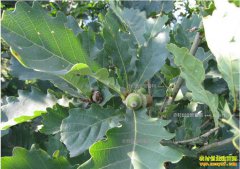 ɽ����ǣ���ֲ���1ĶЧ��2000Ԫ��ũ���¸�����Ŀ