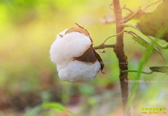 �������޻�׬Ǯ�� 2017���޻��۸�Ԥ�⼰ǰ������