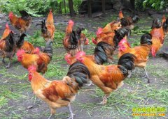 ����������ֳǰ������ 2017����ֳ������׬Ǯ��