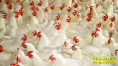 2017�괺��ǰ���⼦�۸����飺�⼦�۸���˷����