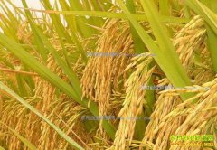 ����ˮ���۸����飺���̵��۸񱣳��ȶ�