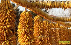 2017�����׼۸�����Ԥ�⣺2016���׼۸񲨶�������������������