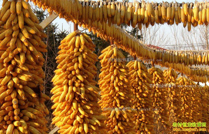 2016���׼۸����ԡ����� ��ֲ���������ѣ�2017���������������