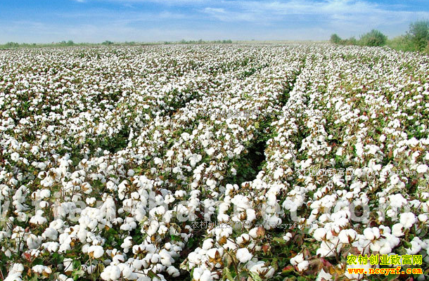 2017���޻��۸���������Ԥ��