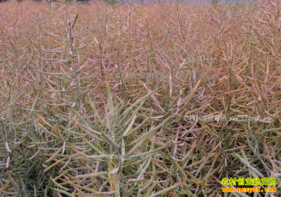 2017����Ҫũ��Ʒ�۸���������Ԥ��