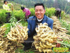 2017��������׬Ǯ�� ������ֲ�ɱ���Ч�����