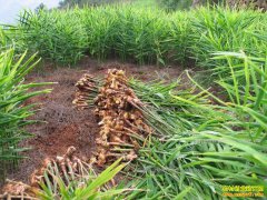 ������Ҷ������ʲôԭ��