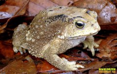 ��ֳ�������Խ������������˹���ֳ����