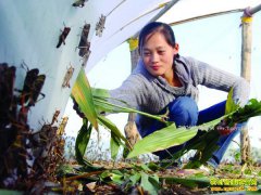 2017������׬Ǯ�� ���ƣ��ȳ棩��ֳ�ɱ���Ч�����