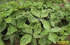 ������ֲ̫�Ӳ� ̫�Ӳ���ֲ����Ҫ��