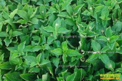 2017����̫�Ӳ�׬Ǯ�� ̫�Ӳ���ֲЧ����ǰ������