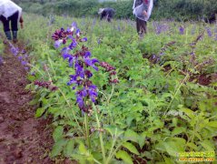 2017����ֲ����׬Ǯ�� ������ֲ�ɱ���Ч�����