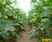 ���������ֺô���ƹ�