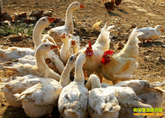 ��Щ���ݲ��ܻ�����