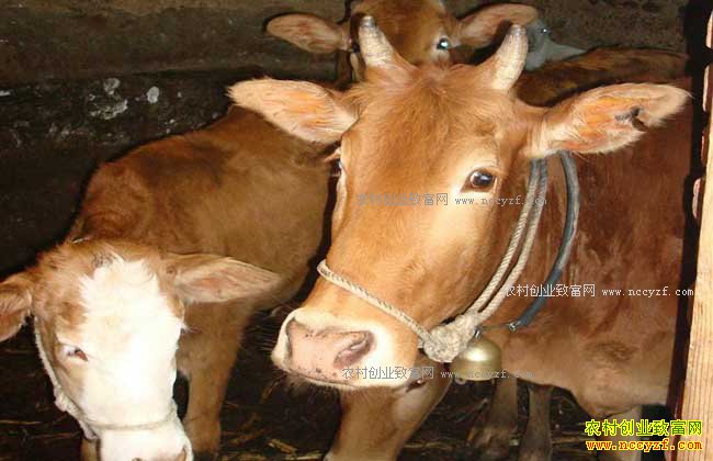 ��������ţʳ��������