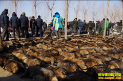 �ӱ��д�Ƥë�г����º���Ƥ����