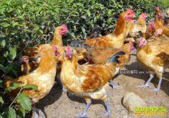 ����������������ʲô��;?