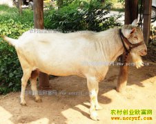 ���������ֹ���